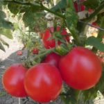  Tomates de tierra abierta para Bielorrusia