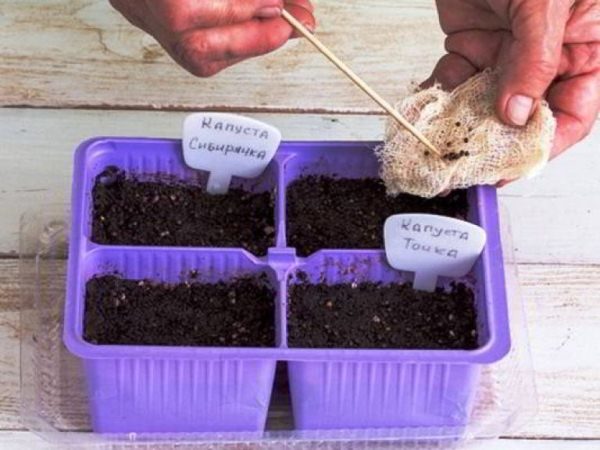  Planting cabbage seeds for seedlings