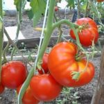  The advantages of growing tall tomatoes