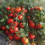  Leningrad bölgesi için uygun domates