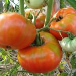  The best large varieties of tomatoes