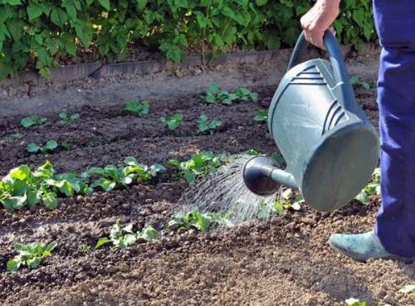  Después de plantar el rábano, el suelo nunca debe secarse.