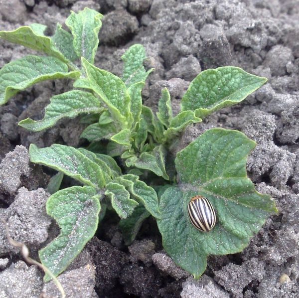  Les lits de poudre sont considérés comme une méthode efficace.