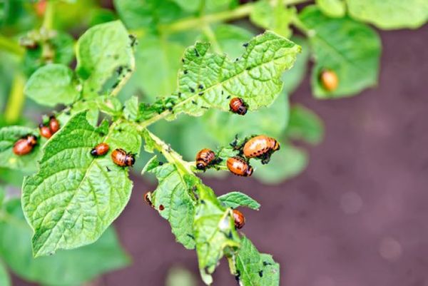  La défaite de la pomme de terre quitte le doryphore