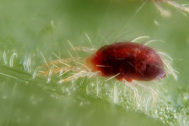  Ácaro-aranha close-up