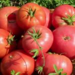  Die fruchtigsten Tomaten