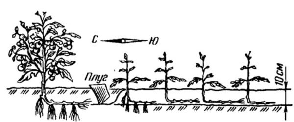  مخطط زراعة الطماطم وفقا لطريقة I.M. ماسلو