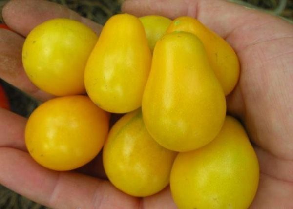  The fruits of this variety have a very high sugar content in the pulp.