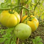  Предимствата на отглеждането на високи домати