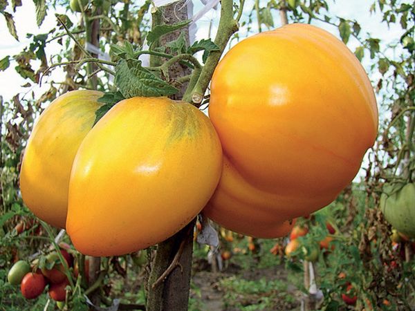  Οι καλύτερες μεγάλες ποικιλίες ντομάτας