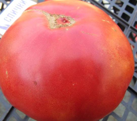  Tomato poartă labutele aproape