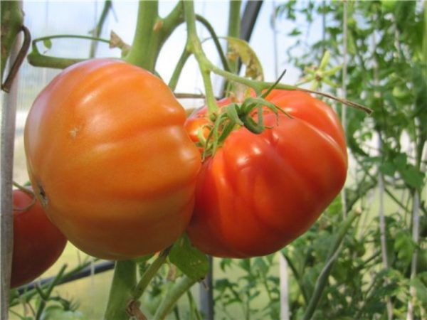  Tomatenbärentatze auf einem Busch