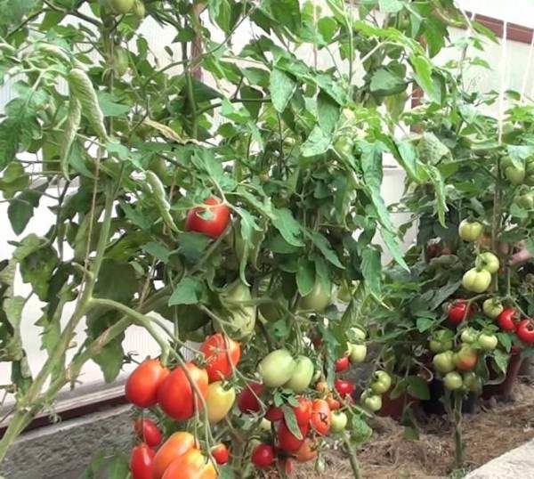  زراعة الطماطم في Maslov يستبعد النباتات pasynkovanie