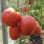  Självbestämda tomater