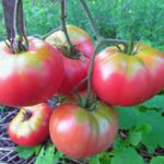  The most high-yielding polycarbonate greenhouse tomatoes