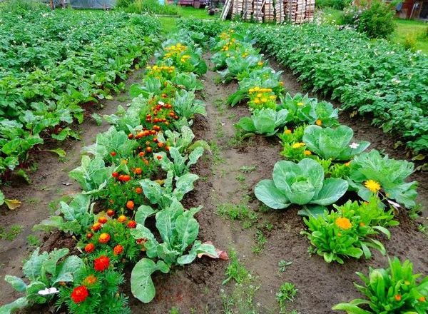  बगीचे पर सब्जी अनुकूलता
