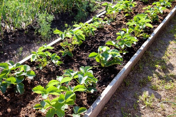  En tant que voisin des fraises, vous pouvez choisir des épinards, de la laitue ou du radis