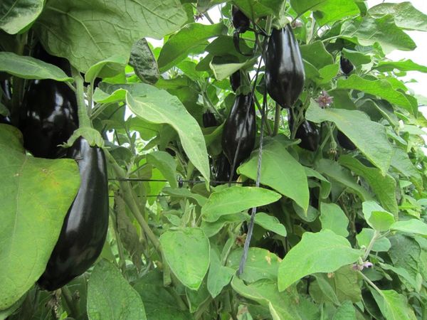  À côté de l'aubergine, vous pouvez planter des haricots ou des pois