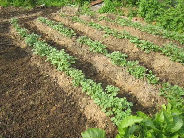  La meilleure compatibilité avec les pommes de terre et les haricots