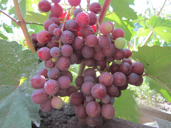  Muscat grape variety