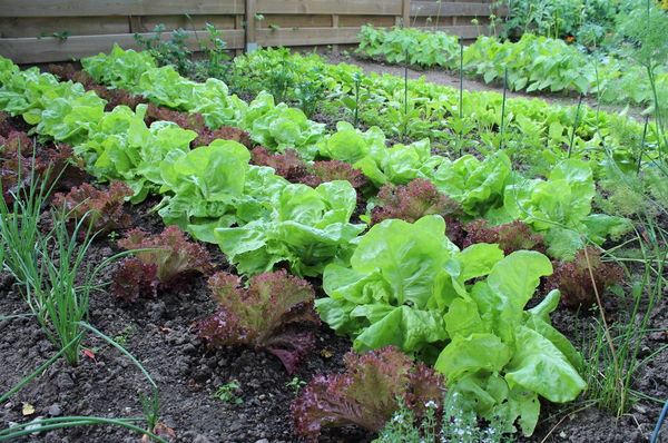  Un lieu bien ventilé et éclairé est choisi pour la plantation de la salade.