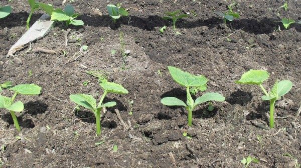  Los arbustos de pepino se deben plantar en no menos de 20-30 cm.