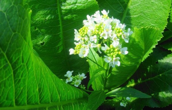  Plantes fleuries au raifort