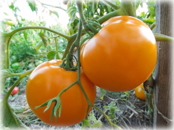  Gelbe Tomaten