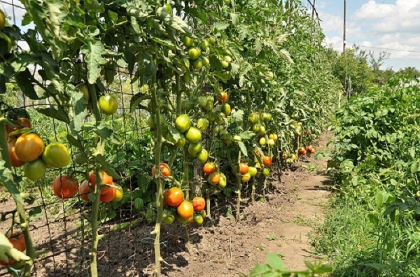  Cultivarea tomatelor pe spini