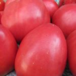  Self-pollinated tomatoes