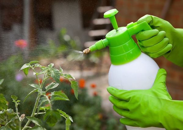  Pentru polenizare pot fi aplicate pulverizare cu preparate speciale.