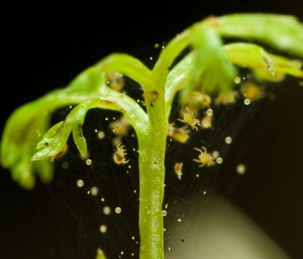  Ways to combat spider mite