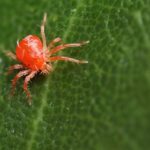  Acarianul spiderului roșu