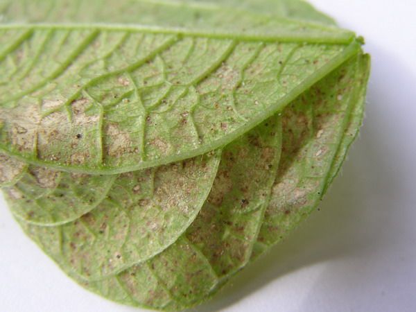  La mayoría de las veces la plaga vive en la parte superior e inferior del follaje.