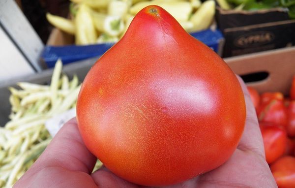  Ưu điểm và nhược điểm của cà chua Prima donna