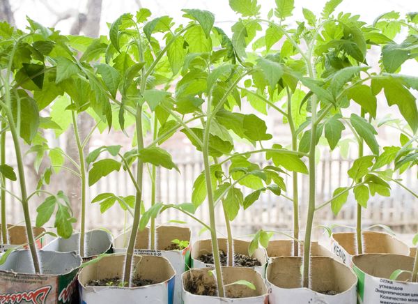  Πάχος στέλεχος και η παρουσία 10-12 φύλλα - σημάδια υγιή φυτά τομάτας