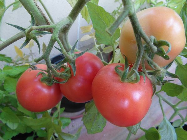  Các giống xác định tốt nhất của cà chua cho nhà kính ở Siberia