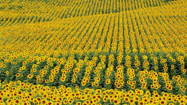  Le critère principal pour une récolte riche est le contrôle complexe des mauvaises herbes.