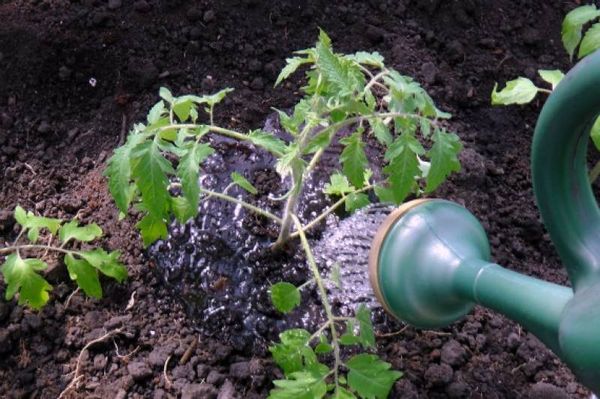  Greșeli pe care grădinarii le fac atunci când transplantează la sol