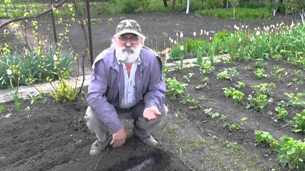  شروط لزراعة الطماطم في أرض مفتوحة في بيلاروسيا وكوبان