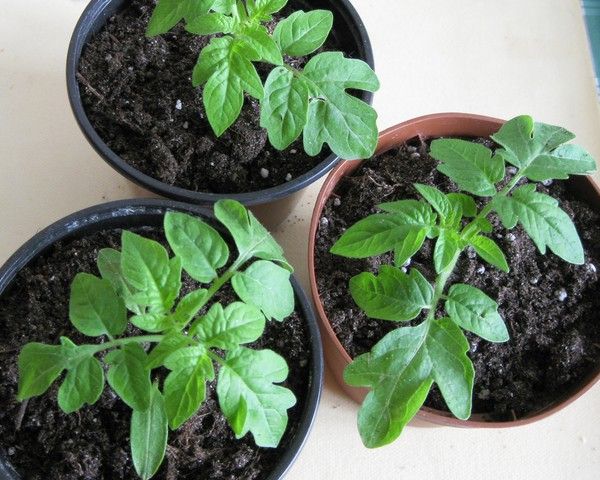  ¿Qué hacer si las plántulas de tomate no crecen después de la recolección?