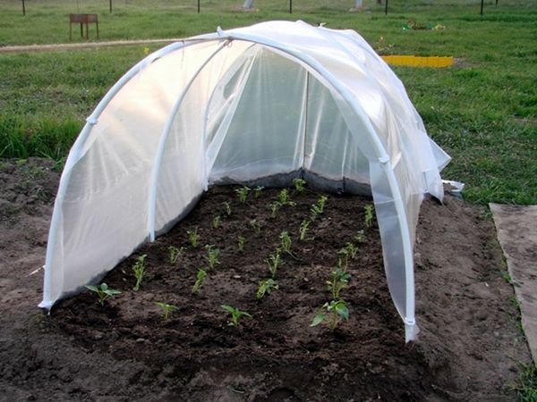  Условия за засаждане на домати на открито в Беларус и Кубан