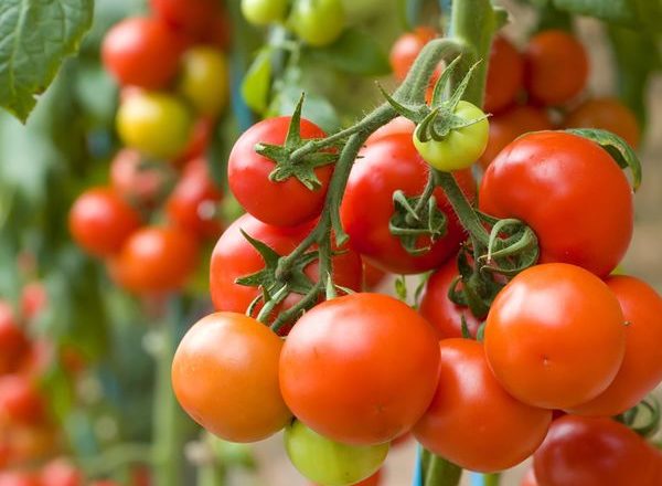  Ce poate fi plantat după tomate