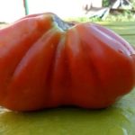  Най-плодородните домати