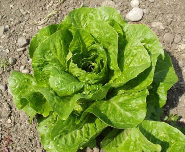  Salade Romain