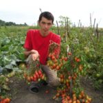  Os tomates de estufa de policarbonato de maior rendimento