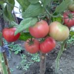  Die Vorteile des Anbaus von hohen Tomaten
