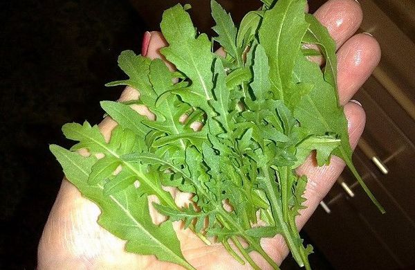  La roquette est récoltée à une longueur de feuille d'environ 10 cm