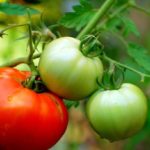  Tomato tanah terbuka untuk Belarus