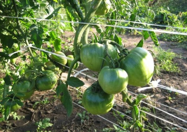  Περισσότερες πράσινες ποικιλίες ντομάτας ντομάτας